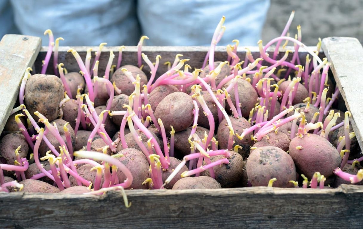 Как спасти запасы картофеля, который начал прорастать осенью