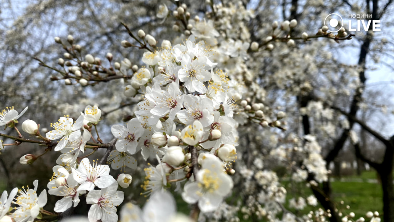 Природа Одеси прокидається — весняний квіт у парку Перемоги - фото 1
