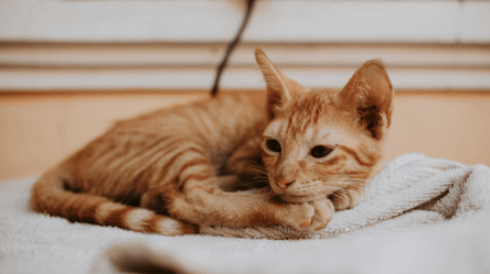 Первые домашние коты — когда они появились в Украине - 290x160