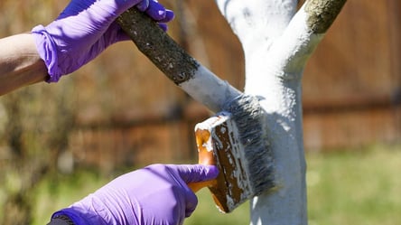 Коли білити дерева восени — три найкращі дні, щоб захистити сад - 285x160