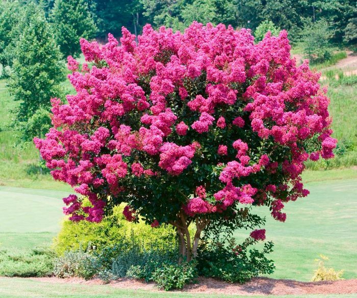Lagerstroemia indica