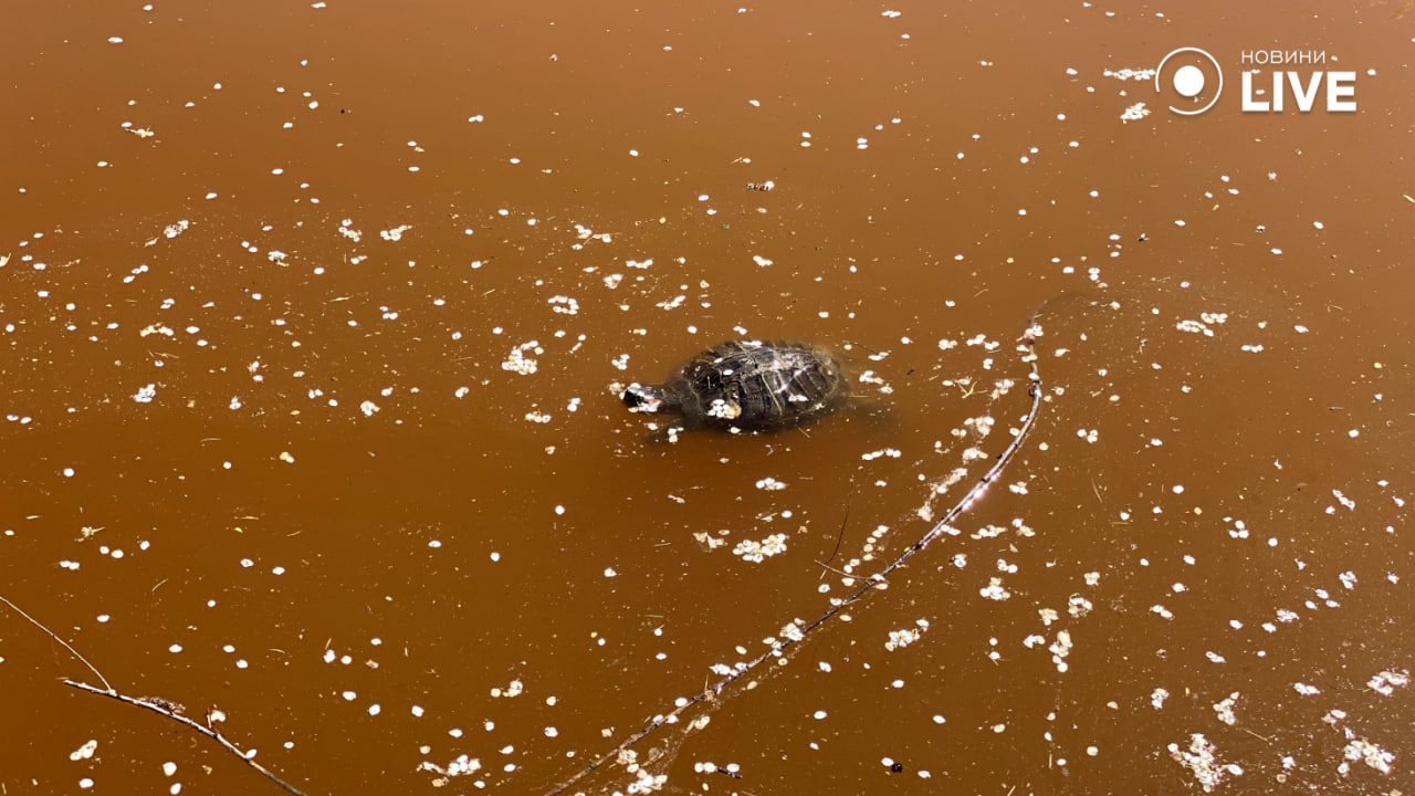 Краще не чіпати воду у парку Перемоги — у чому небезпека для одеситів - фото 5
