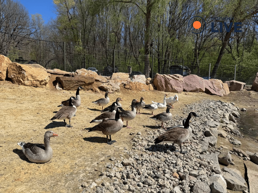 Тварини у Фельдман Екопарку