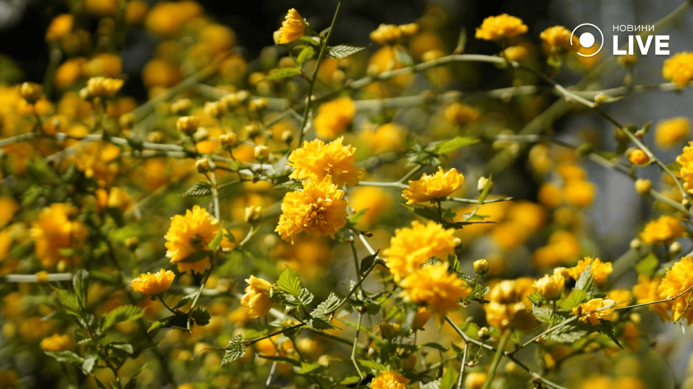 Цвітіння магнолії в Одесі: фото