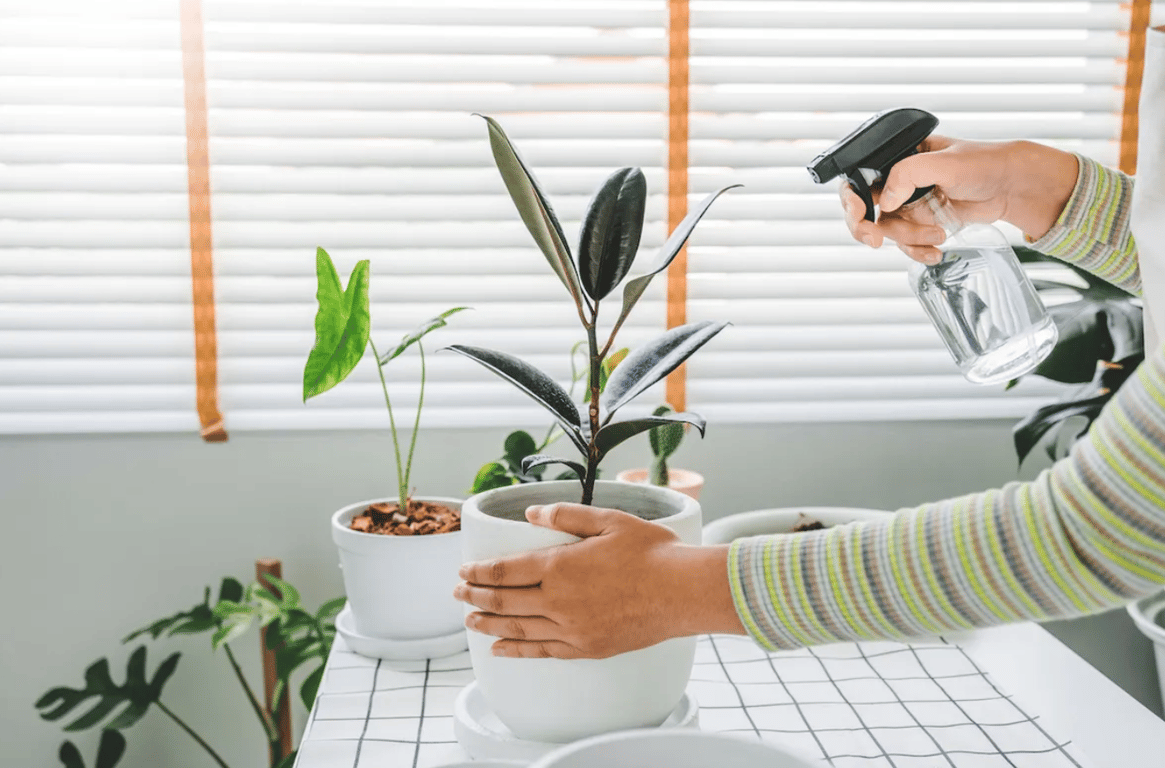 Опрыскивание растения