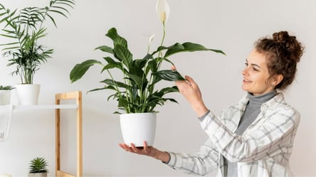 Як повернути красу спатифілуму за добу — рецепт для квітникарів - 285x160