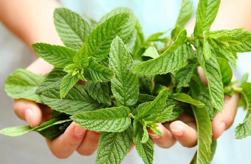 Мята, которая отпугивает мышей