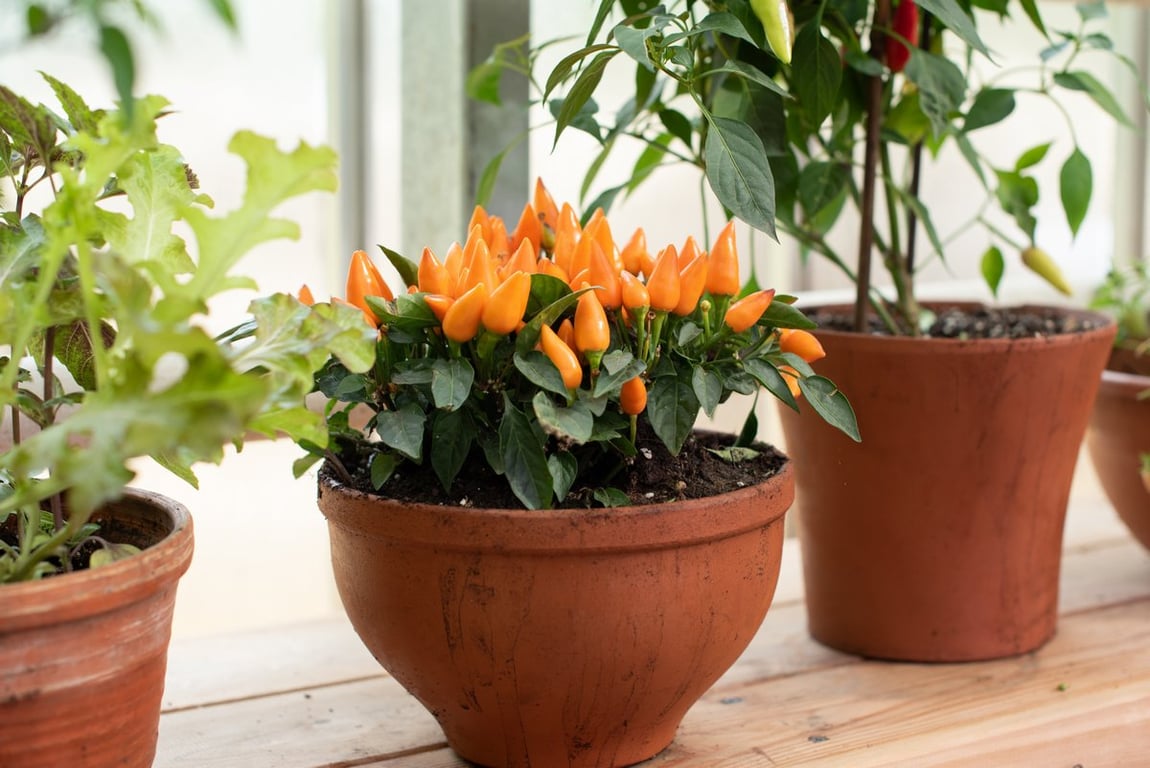 Как правильно ухаживать за декоративным острым перцем