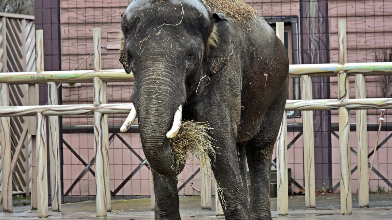 Забавка для слона: київський зоопарк побалував іграшками своїх мешканців