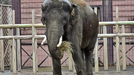 Игрушка для слона: киевский зоопарк балует своих обитателей - 285x160