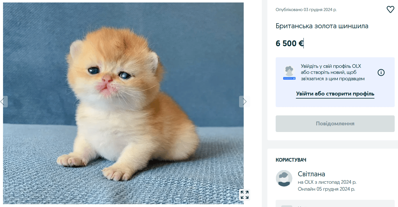 Елітні породи котів — за скільки продають розкішних тварин на OLX - фото 1