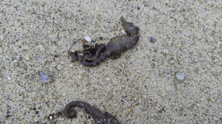 Морських коників в Одесі вбив не шторм — еколог назвав причини - 290x160