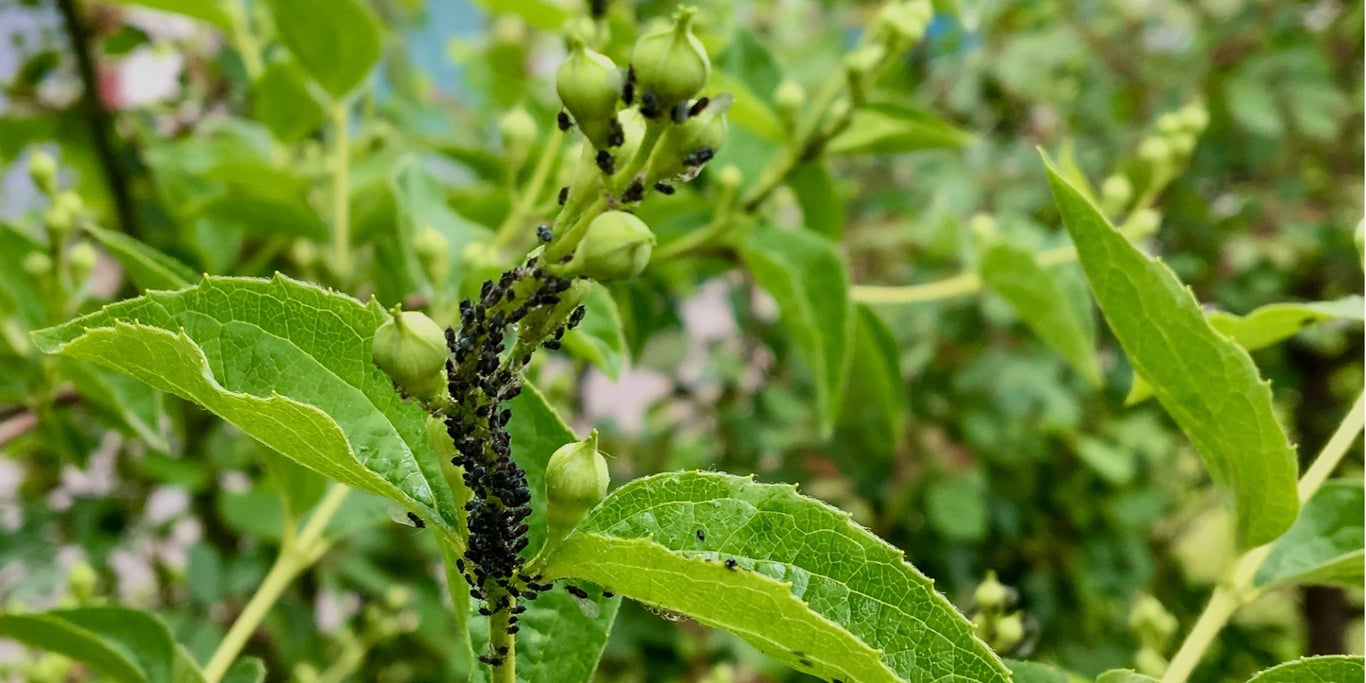 Чим небезпечна чорна попелиця — як боротися з комахою