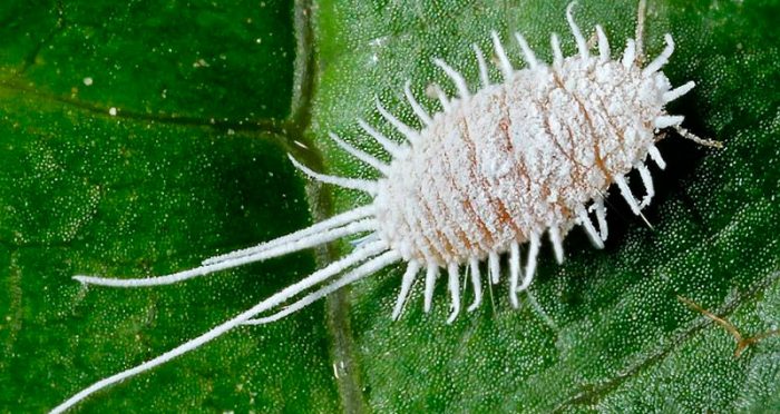 Червь комстока на листьях.