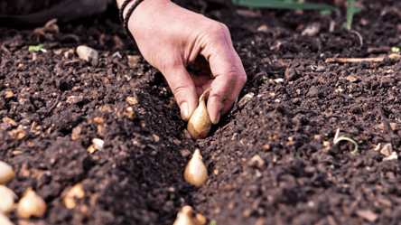 Коли садити озиму цибулю у жовтні 2025 — місячний календар - 285x160