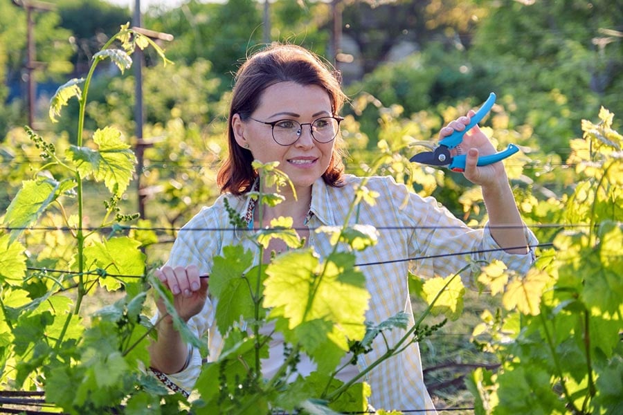 Женщина, которая обрезает виноград на огороде