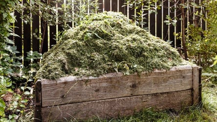 Опасная ошибка — это растение испортит весь компост - 285x160