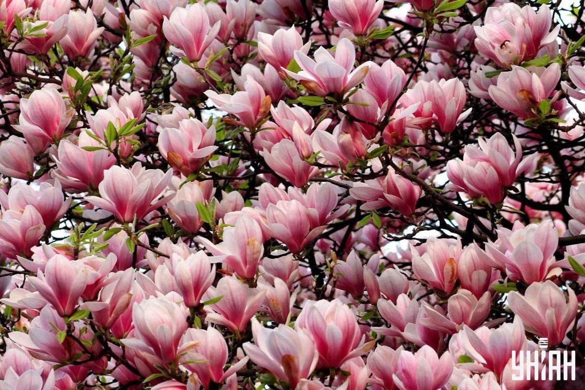 Оптическая иллюзия на внимательность