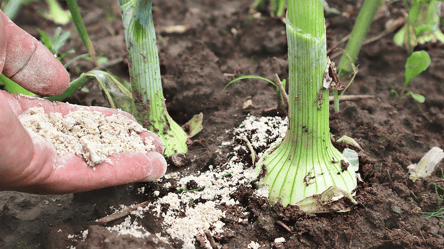 Озима цибуля віддячить урожаєм — використайте це добриво - 285x160