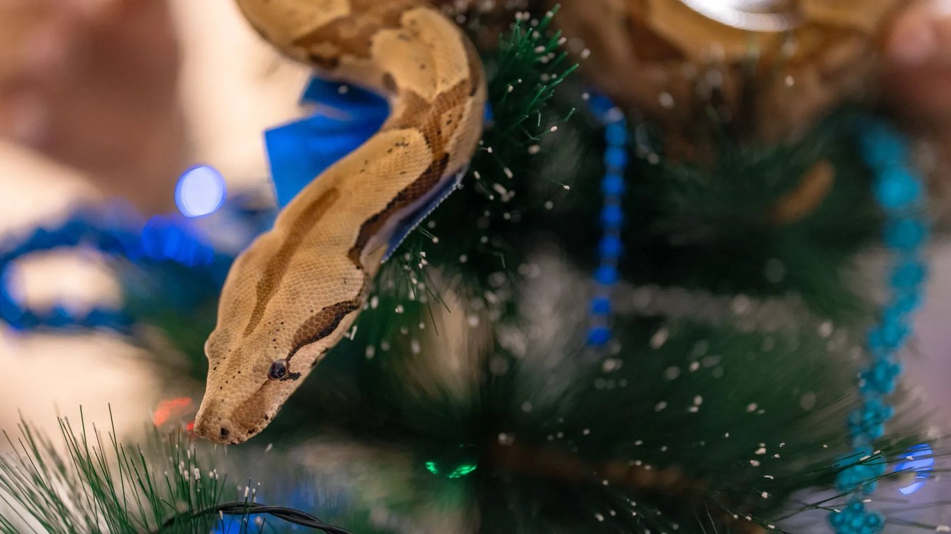 Как привлечь удачу с помощью символики Змеи