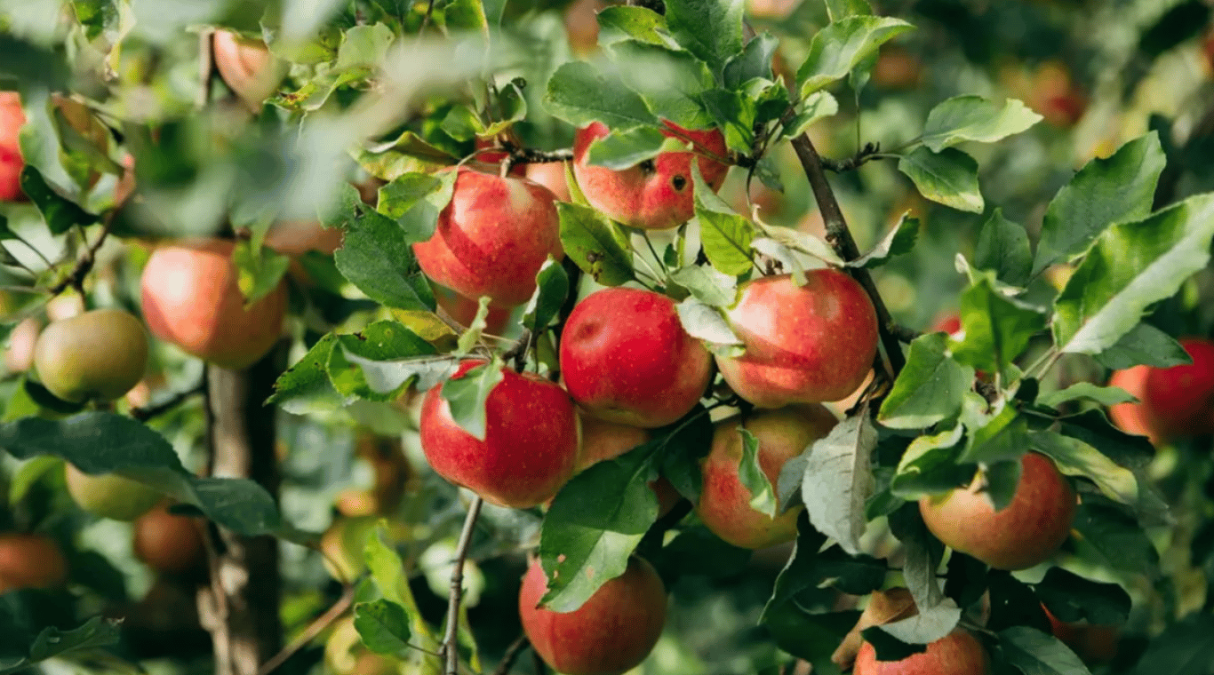 Яблоня