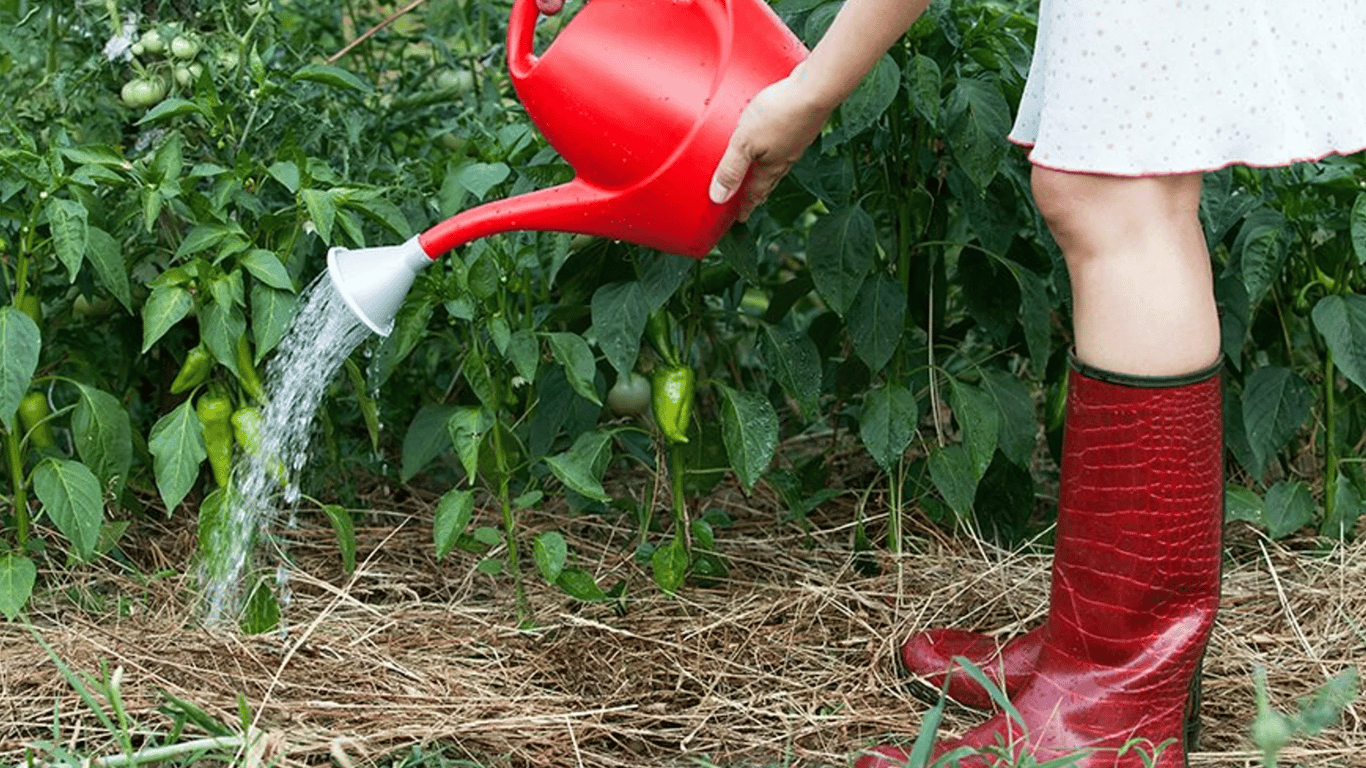 Полив перца