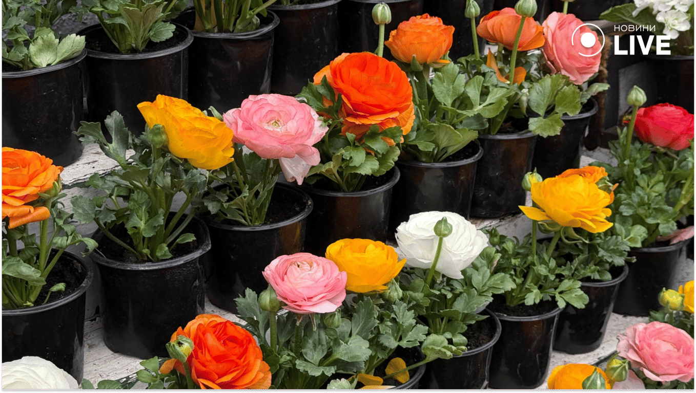 Весняні ціни на «Черемушках»: чому продукти не дешевшають - фото 12