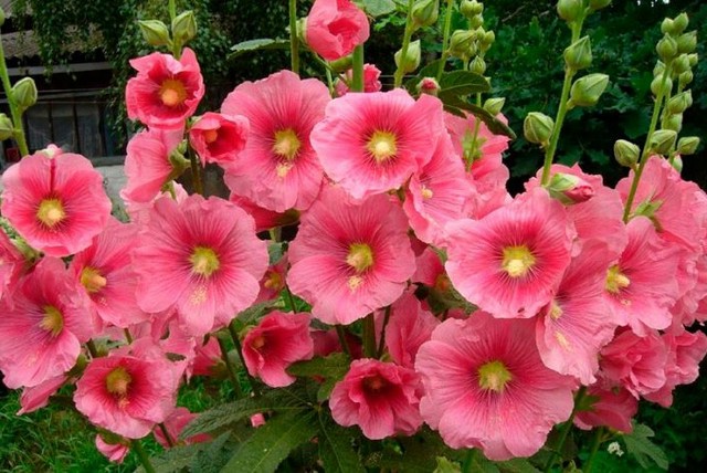 Рожеві мальви, що рясно цвітуть у саду.