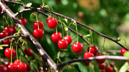 Худшие соседи для вишни — какие растения испортят урожай ягод - 285x160