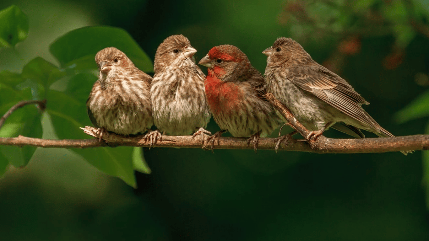 Як захистити дерева в саду від птахів — незвичайний, але дієвий лайфхак