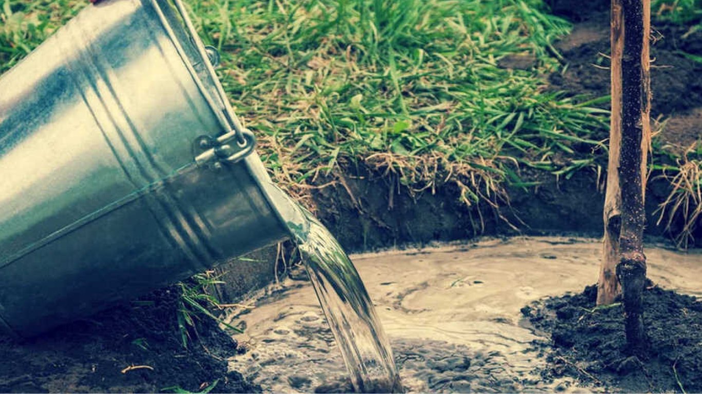 Чому осінній полив яблунь такий важливий?