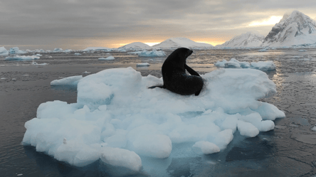 Нашествие десятков котиков в Антарктиде — невероятные снимки - 290x166