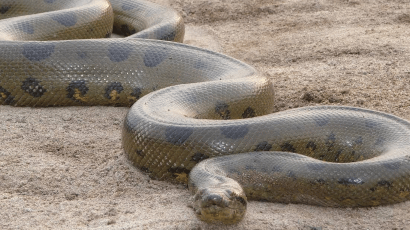 Самая большая змея в мире - ученые нашли ее останки в Индии