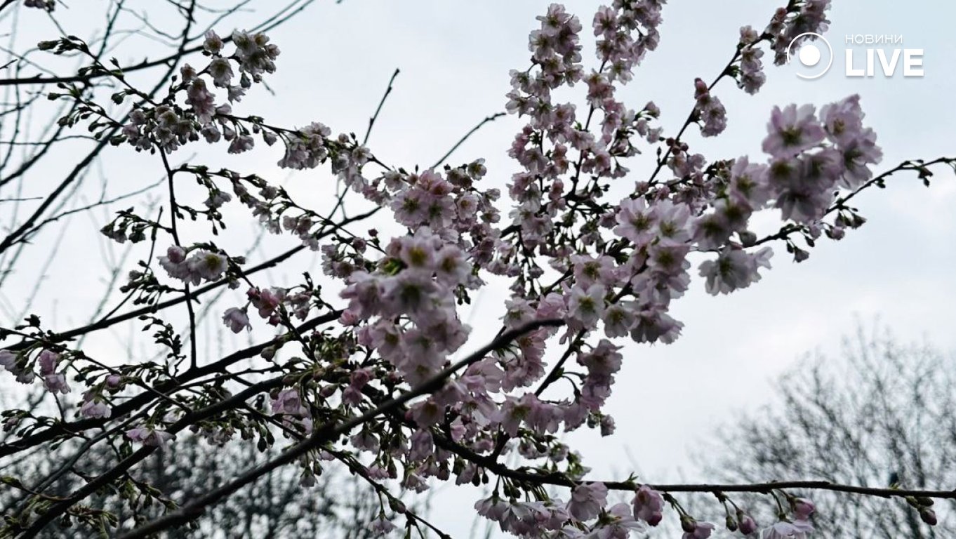 В Одесі взимку зацвіла сакура