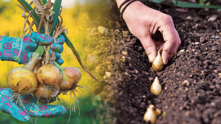 Когда сажать озимый лук в ноябре 2025 — самые урожайные дни - 285x160