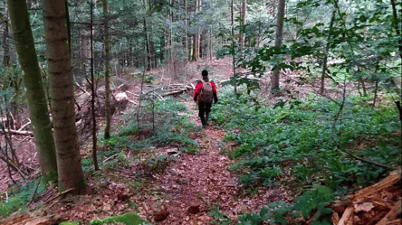 Во Львовской области мужчина убежал в лес, чтобы не получить повестку - 285x160