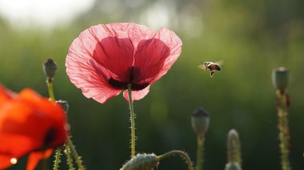 Как вырастить многолетний декоративный мак в саду - 285x160