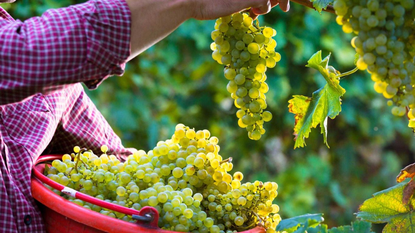 Какие растения категорически нельзя сажать возле винограда — советы для садоводов