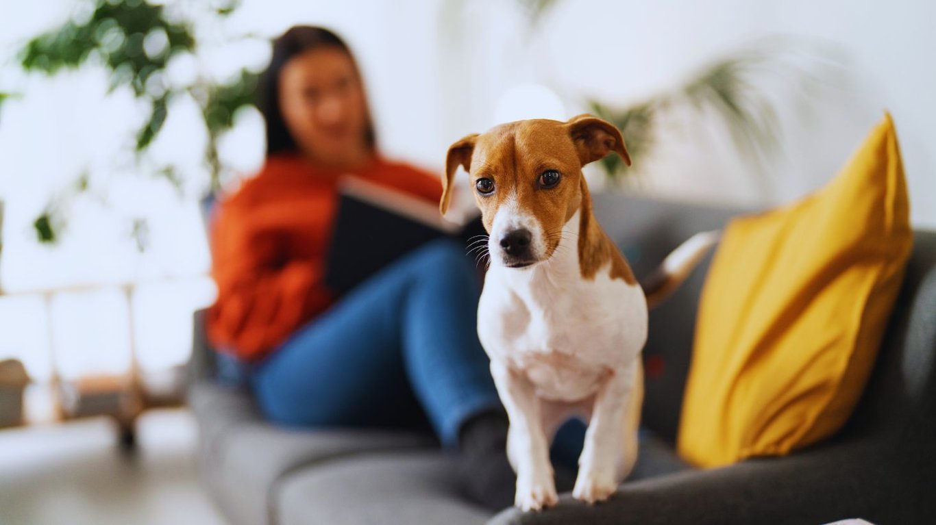 От чего зависит долголетие собаки и как можно продлить жизнь своего домашнего питомца