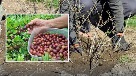 Аґрус завалить солодким урожаєм — чим підгодувати кущі навесні - 285x160