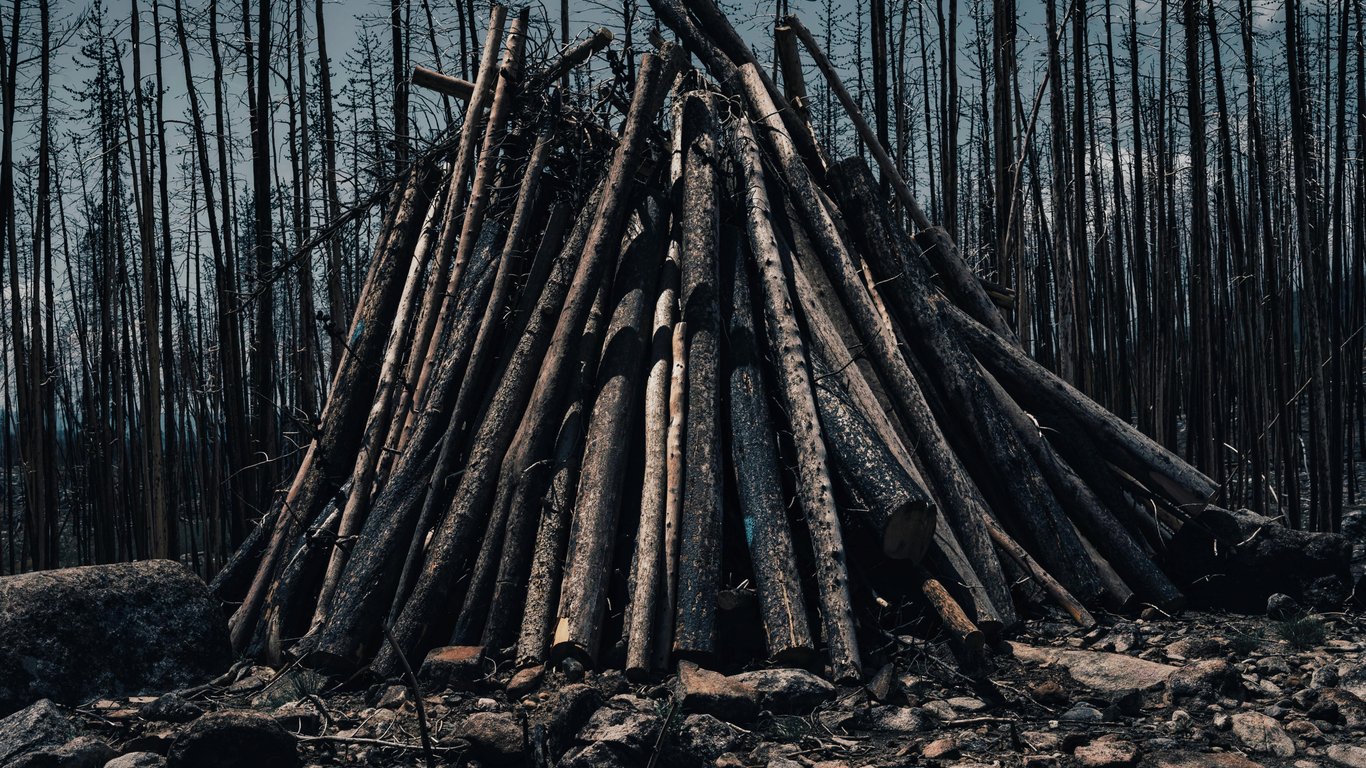 Чи можна самостійно рубати на дрова самосів біля ліній електропередач у 2025 році