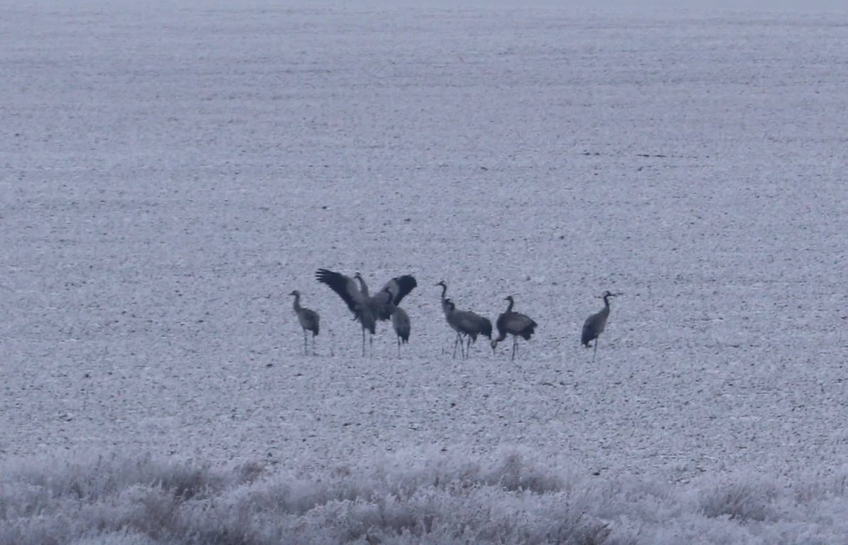Журавлі взимку на лиманах