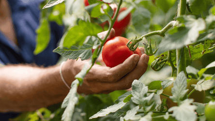 Самый сладкий сорт томатов — идеальный выбор для домашних грядок - 285x160