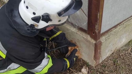 Спасение четырехлапого: в Рени вытащили собаку - 285x160
