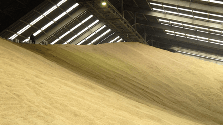 Ціни на ріпак в Україні — як змінилися у січні - 285x160