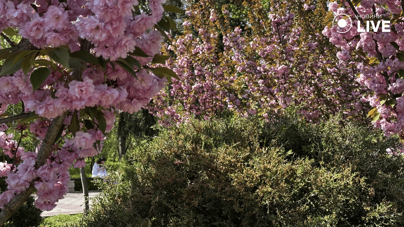 Сакура в Одесі