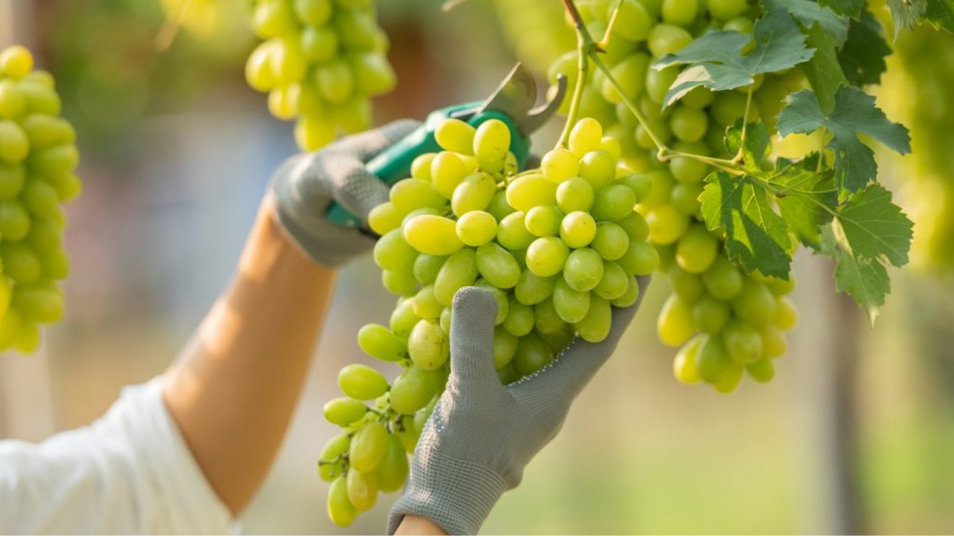 Який сорт винограду посадити 2025 року