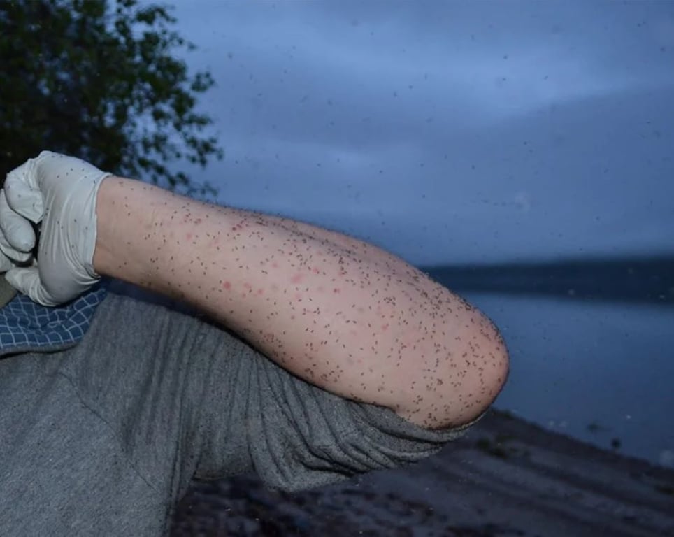 Небезпечні мошки атакують Україну — як захистити себе та що робити з укусами - фото 2