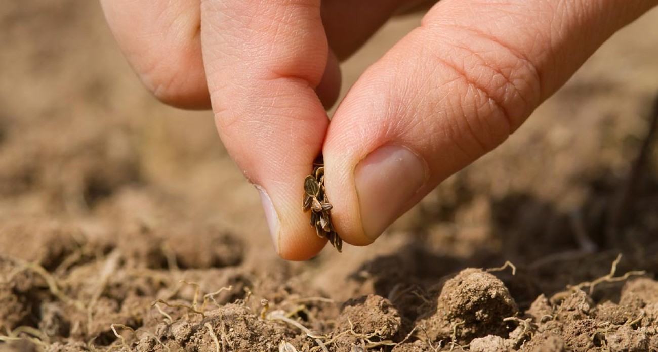 Семена укропа