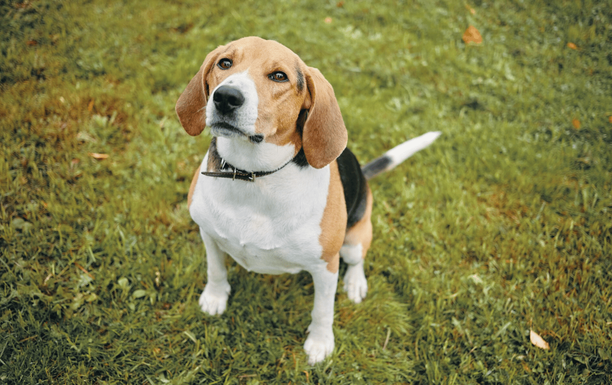 Найбільш позитивні собаки в Україні